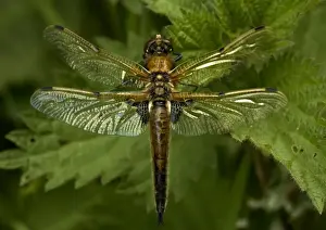 Dragonfly Species Identification Drucke: Four-Spotted Chaser