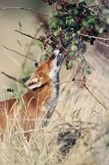 Drucke von JD-3549 Fuchs - die Beeren frisst Vulpes vulpes John Daniels Bitte beachten Sie, dass Drucke nur für persönliche Anzeigezwecke gedacht sind und nicht reproduziert werden dürfen Bilder Datiert 2005 September: Fuchs isst Beeren