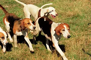 Drucke von JAM-165 Foxhunde UK James Marchington Bitte beachten Sie, dass Drucke nur für persönliche Anzeigezwecke gedacht sind und nicht reproduziert werden dürfen Jagdhund Drucke: Fuchsgeherhunde