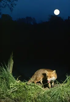 John Daniels Wildlife Photographer Drucke: Fox - in moonlight