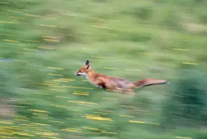 John Daniels Photographer Drucke: Fox - running