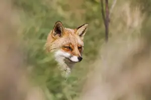 British Wildlife Nature Images Drucke: Fox - UK