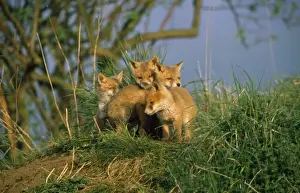 Drucke von SM-532 Vulpes vulpes junger Cubus Stephan Meyer Bilder Datiert 2011 Oktober: Fuchs - jung