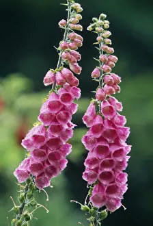 Foxglove Plant Drucke: Foxglove