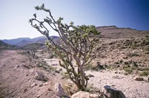Frankincense Tree Drucke: Frankincense Tree