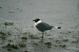 Bird Photography Prints Drucke: Franklin's Gull