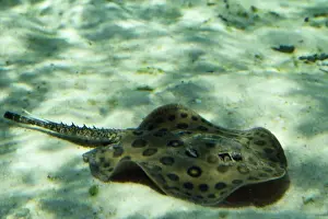 Amazon River Fish Drucke: Freashwater Stingray - Amazon