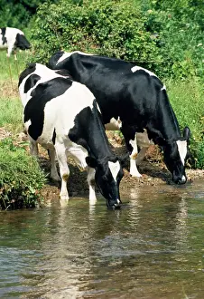 Friesische Rinder am Fluss