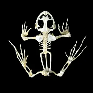 Froschskelett