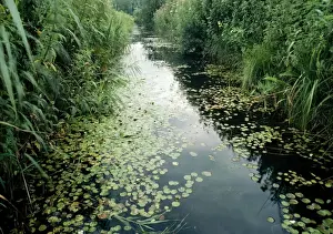 United Kingdom Water Features Drucke: Frogbit - rare in UK