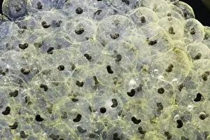 Common Frog Spawn Drucke: Frogspawn – 7 day old - common frog – 0