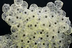 Common Frog Spawn Drucke: Frogspawn – fresh - common frog – 0