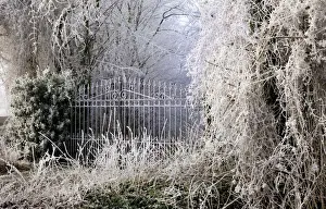 Ice Covered Landscapes Drucke: Frost covered gates and trees