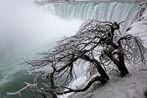 Winter Tree Photography Drucke: Frozen Trees Overlooing Niagara Falls - Canada