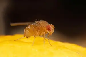 Drucke von Sph-176 Fruchtflie - Wildtyp UK Drosophila melanogaster Steve Hopkin Fruchtfliege Drucke: Bildschwärmer - wilde Typus - Großbritannien