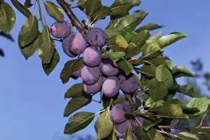 Plum Tree Drucke: Fruit - Plums on branch