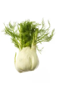 Fruit And Vegetable Images Drucke: Fennel