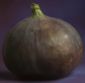 Fruit And Vegetable Photography Drucke: Fig - in studio