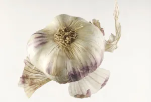 Fresh Produce Pictures Drucke: Garlic