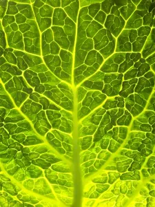 Cruciferous Vegetables Drucke: Green Cabbage Close up of leaf