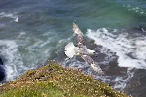 Drucke von Fulmar-DAC 892 Flug Cornwall, Vereinigtes Königreich Fulmarus glacialis von David Chapman Hinweis: Drucke sind für persönliche Anzeigezwecke gedacht und dürfen nicht reproduziert werden Sturmvögel Drucke: Fulmar-Flug - Kornwall, Vereinigtes Königreich