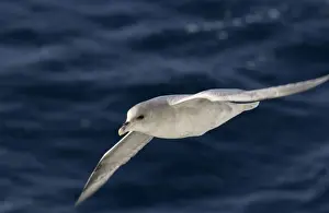Fulmarus Glacialis Images Drucke: Fulmar In flight Spitzbergen