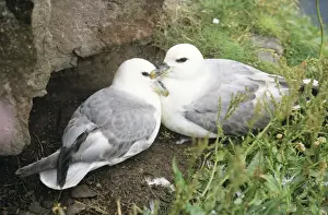 Coastal Wildlife Pictures Drucke: Fulmar - pair at nesting site