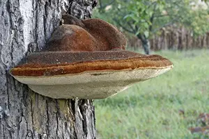 European Wild Mushrooms Drucke: Fungus - Mushroom on tree