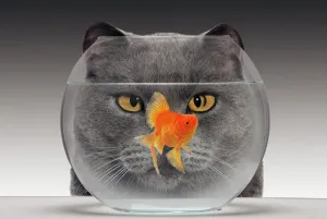 Katze - betrachtet Goldfisch im Topf