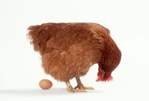 Hähnchen und Ei