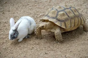 Drucke von LA-5309 Zwergkaninchen mit Eidechse und Hase von Jean-Michel Labat Beachten Sie bitte, dass Drucke nur für persönliche Anzeigezwecke gedacht sind und nicht reproduziert werden dürfen Schildkröten Drucke: Kobold Hase mit Schnecke