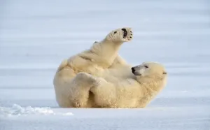 Eisbär auf Eis