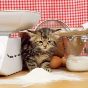 Drucke von JD-18450 Taby Katze - Kätzchen mit Mehl auf Nase und Bart, aus Säulen und Mischbowl Küche Drucke: Katze Tabby - Kätzchen mit Mehl auf Nase und Bart