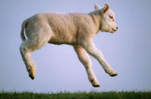 Schafe Drucke: Texel-Schaf USH 513 Lamm springt, für Milch genutzt von Duncan Usher / ardea.com