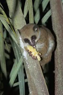 Bärenohrlinger Zwergmarmoset. Angetan durch Futter, Banane Madagaskar