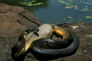 Northern Territory Wildlife Photos Drucke: FWO00170