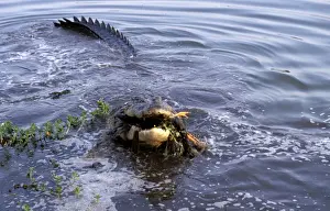 Saltwater Crocodile Drucke: FWO00233