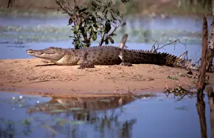 Reptile Photography Australia Drucke: FWO00237