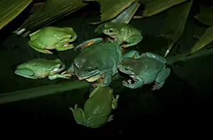 Australian Frog Species Drucke: FWO00240