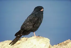African Raptors Drucke: Gabar Goshawk - dark morph gabar goshawk