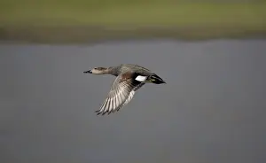 Duck Species Drucke: Gadwall - in flight