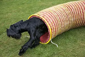 Mammals As Pets At Home Drucke: Gaint Schnauzer doing agility