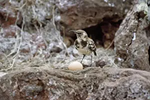 Unique Bird Species Drucke: Galapagos Mockingbird