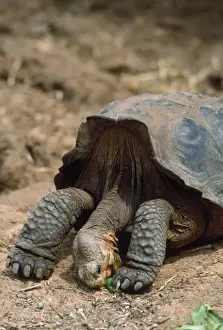 Galapagos Island Animals Drucke: Galapagos Saddleback Tortoise