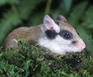 Eliomys Quercinus Species Drucke: Garden Dormouse