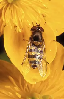 Syrphus Ribesii Drucke: Garden Hoverfly