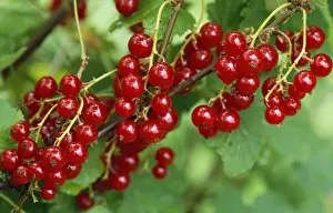 Close Up Berry Images Drucke: Garden Red Current - ripened fruit