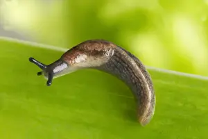 Unique Animal Wall Art Drucke: Garden Slug - on leaf
