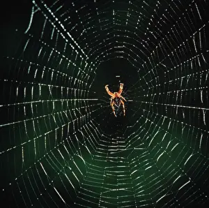 Garden Spider Drucke: Garden Spider - In a web