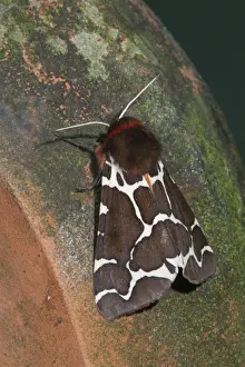 Wildlife Photography Cornwall Drucke: Garden Tiger Moth - Cornwall - UK